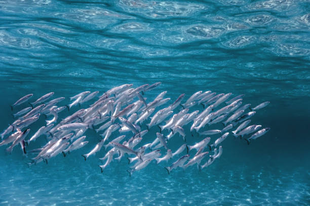 istock Fish School Underwater. Fishes underwater background. 1161780174