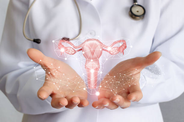 il lavoratore della medicina mostra l'utero . - fertilità foto e immagini stock