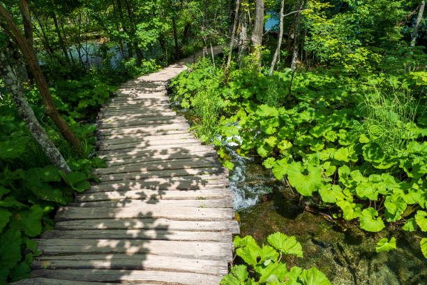 Photo of Wooden walkway leading through the dense forest of the Plitvice Lakes National Park in Croatia