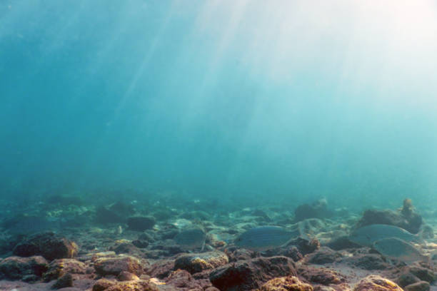 istock Sunbeams underwater rocks and pebbles on the seabed swimming fish 1161781759