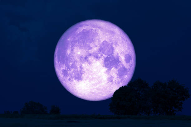 istock Super Rose Moon back silhouette trees in the field 1161781907
