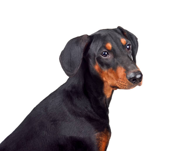 istock Puppy of doberman 1161782674