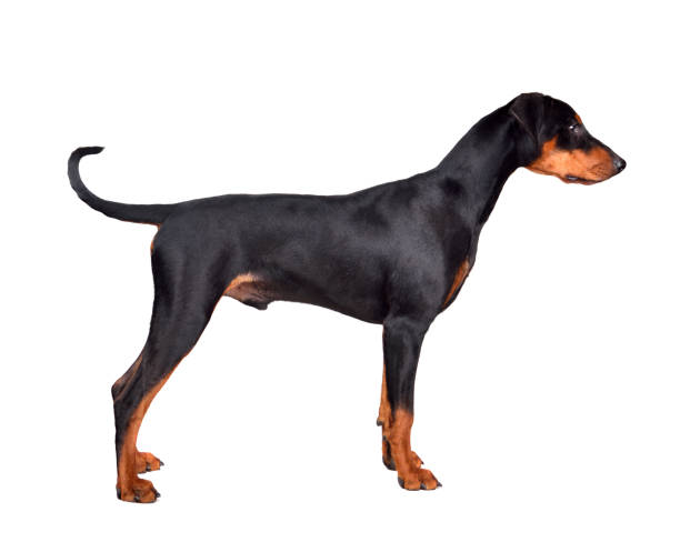 istock Puppy of doberman 1161782675