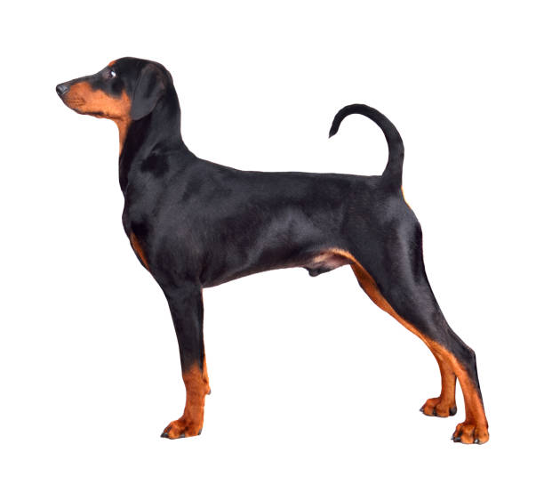 istock Puppy of doberman 1161782676