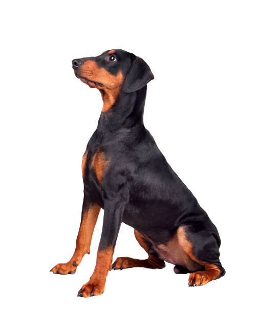 istock Puppy of doberman 1161782678