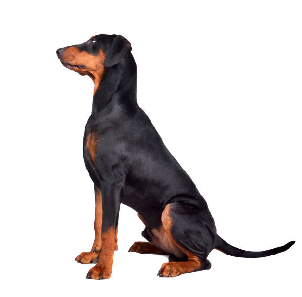 istock Puppy of doberman 1161782683