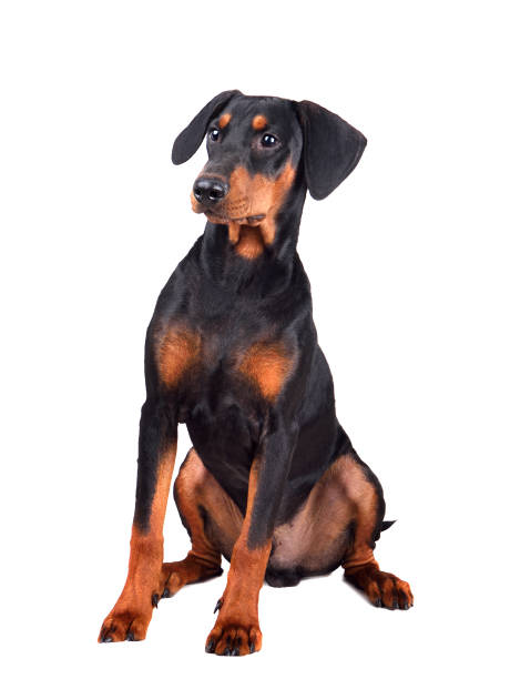 istock Puppy of doberman 1161782708