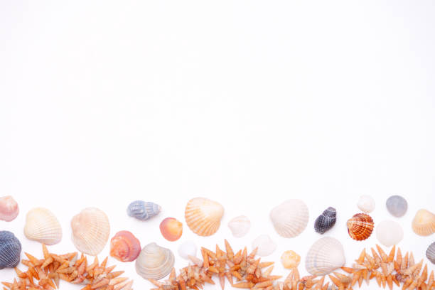 istock Closeup of seashells lying on white background. Frame, copy space. Summer background concept. 1161783141