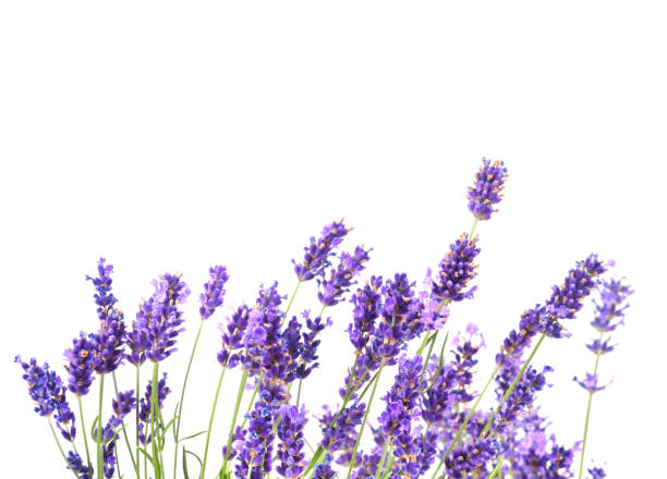 istock Bunch of fresh lavender flowers 1161783481