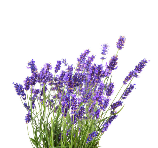Bunch of fresh lavender flowers isolated on a white background