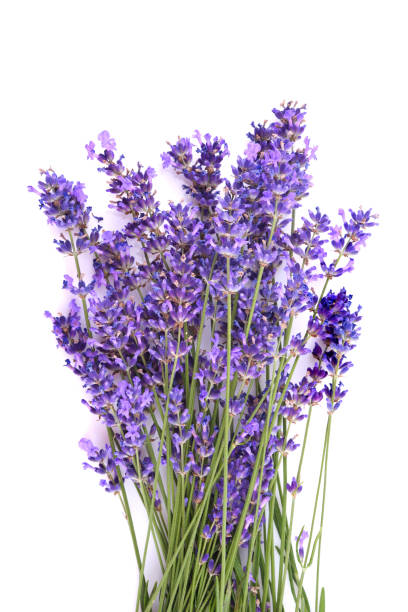 istock Bunch of fresh lavender flowers 1161784048