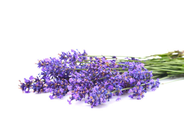 istock Bunch of fresh lavender flowers 1161784088