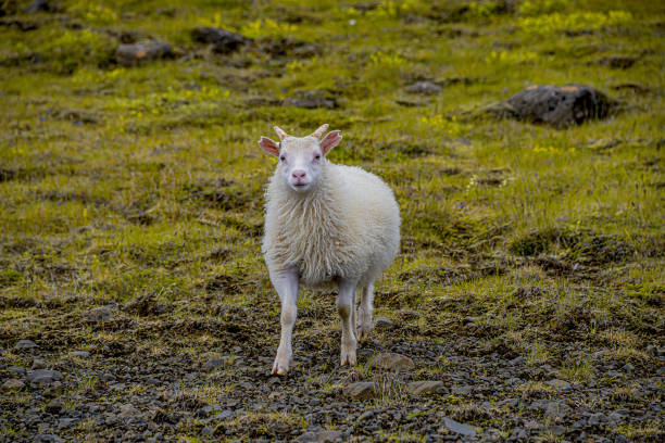 carneiros running livres islandeses e paisagem islandesa bonita com grama verde e moos, islândia - lamb merino sheep sheep horizontal - fotografias e filmes do acervo