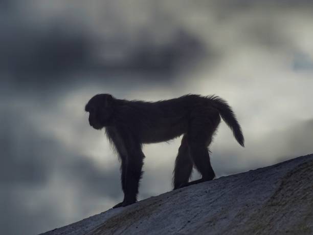 istock A monkey on a stupa roof in a dark cloudy evening 1161785690