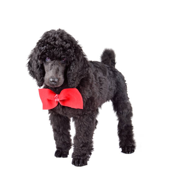 istock Puppy of standard black poodle 1161785703