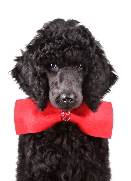 istock Puppy of standard black poodle 1161785717
