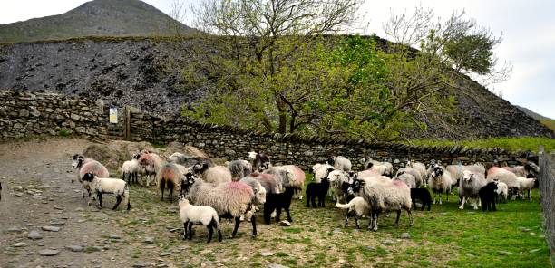 ファームドッグとヘルドウィック羊 - herdwick sheep ストックフォトと画像