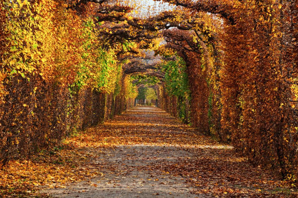 Empty road in autumn Park