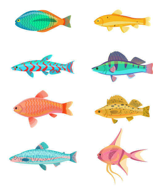 Red Zebra and Jewel Cichlid Vector Illustration Red zebra and jewel cichlid set of tropical fish. Colorful cold-blooded animals of marine and ocean environment, isolated on vector illustration metriaclima estherae red zebra stock illustrations