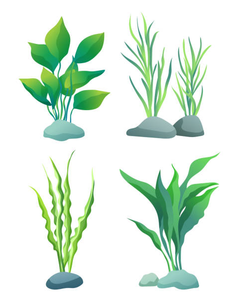 zestaw ilustracji z wodorostów lub alg variegarion - sea grass stock illustrations