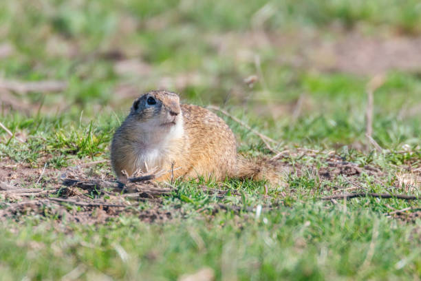 istock European ground squirrel, Souslik (Spermophilus citellus) natural environment 1161788767