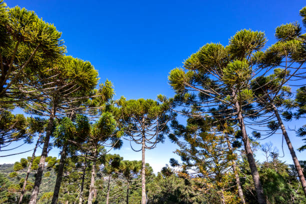 Photo taken at a field of araucarias, a typical coniferous tree of south of Brazil.