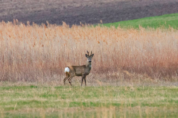 istock Wild Roe Deer Buck in a field 1161788856