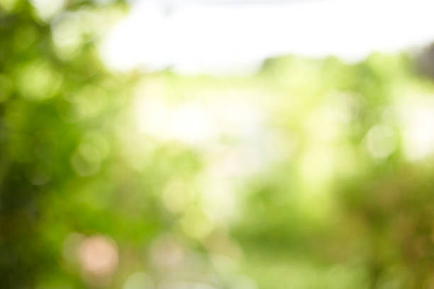 istock abstract blur green color for background,blurred 1161788993