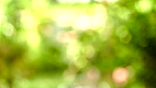 istock abstract blur green color for background,blurred 1161788996