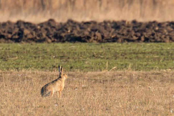istock European Brown Hare (Lepus europeaus) hiding in field spring time 1161789170