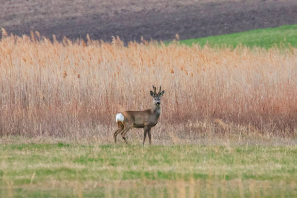 istock Wild Roe Deer Buck in a field 1161789400