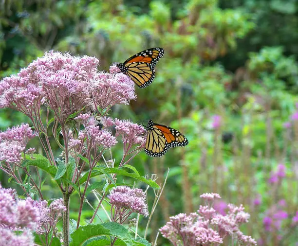 monarch butterflies on pink milkweed flowers in rural wetlands