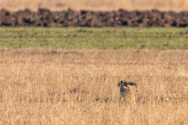 istock European Brown Hare (Lepus europeaus) hiding in field spring time 1161790366