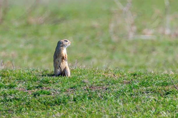 istock European ground squirrel, Souslik (Spermophilus citellus) natural environment 1161790401