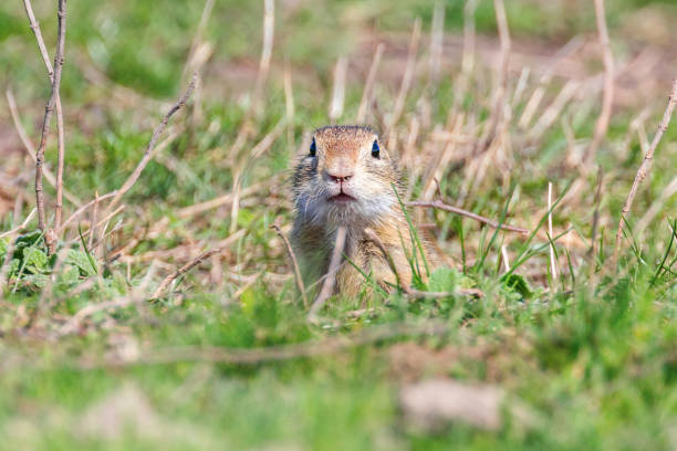 istock Souslik (Spermophilus citellus) European ground squirrel in the natural environment 1161790575