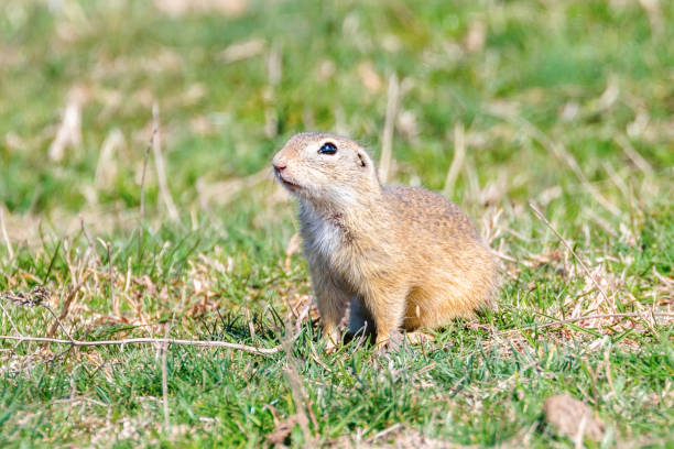 istock Souslik (Spermophilus citellus) European ground squirrel in the natural environment 1161790601