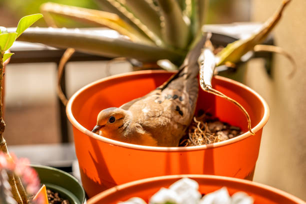A couple of doves made a nest in an empty flower pot out on our balcony and now we have two chicks as well.