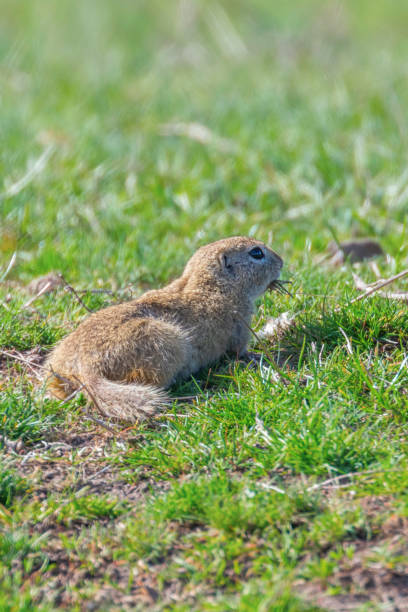istock Souslik (Spermophilus citellus) European ground squirrel in the natural environment 1161791184