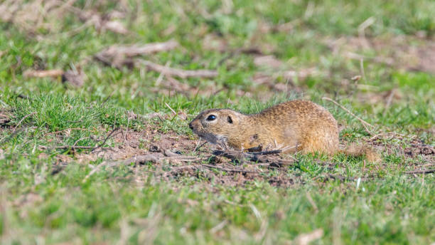 istock European ground squirrel, Souslik (Spermophilus citellus) natural environment 1161791211