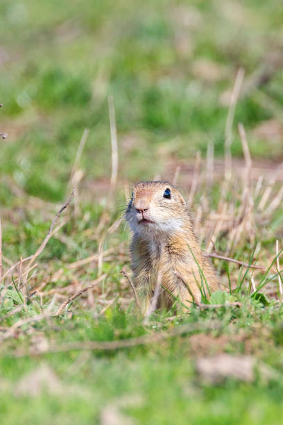 istock Souslik (Spermophilus citellus) European ground squirrel in the natural environment 1161791241
