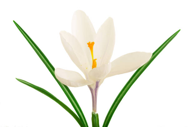 istock Crocus flower isolated on white background with copy space for your text 1161791686