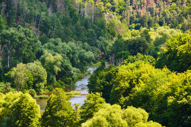 View on river Sazava flowing through green forest near Cesky Sternberk