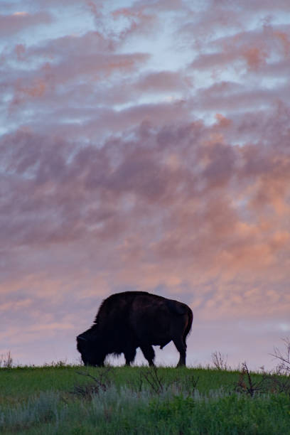 istock The Rugged Views or Theodore Roosevelt National Park with Bison 1161792428