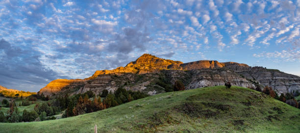 paesaggi del theodore roosevelt national park a luglio - american bison north dakota theodore roosevelt national park badlands foto e immagini stock