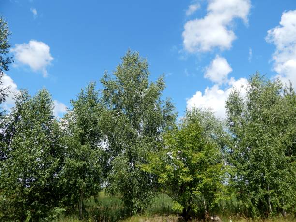 istock A group of young birch trees. 1161794794