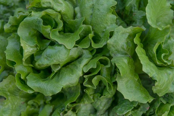 istock Butter head lettuce vegetable for salad close up 1161796002