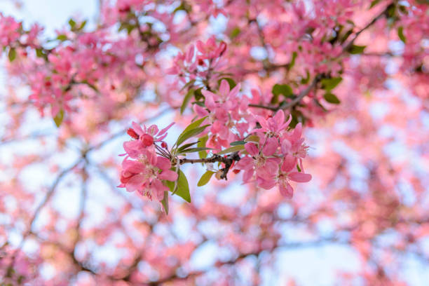 istock Chinese branches flowering crab-apple season blossom 1161796389
