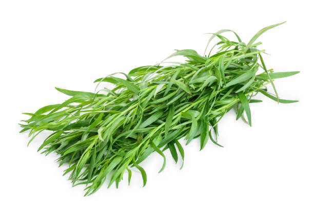 istock tarragon or estragon isolated on a white background. Artemisia dracunculus 1161797534