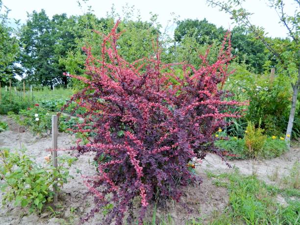 istock Barberry grows in the garden. 1161797702