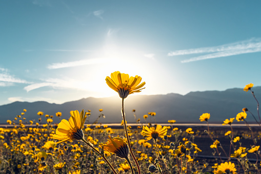 Girasoles de flor del desierto al atardecer, Parque Nacional del Valle de la Muerte, California photo